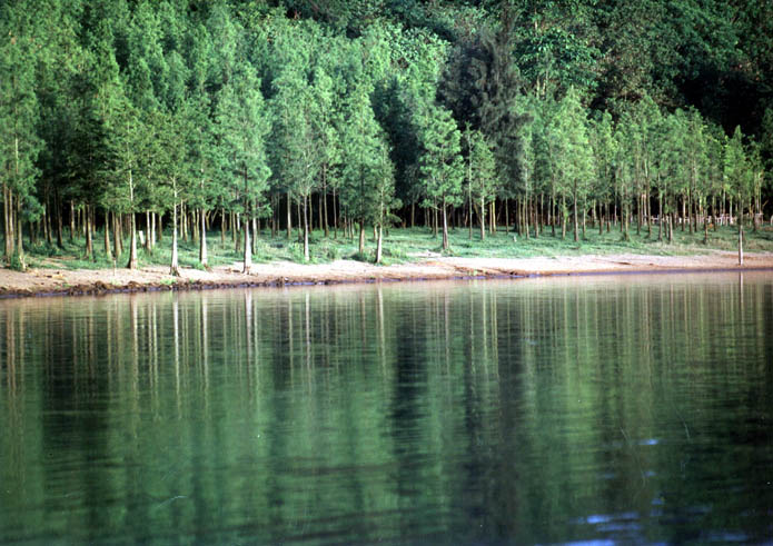 Water Pines around the lake