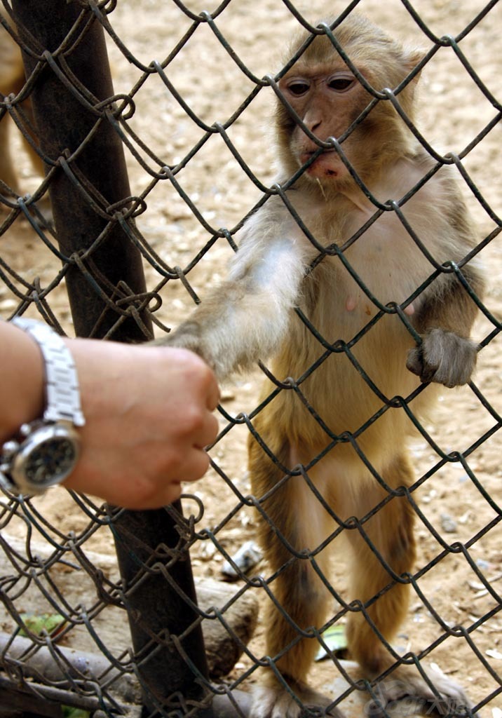 Qinhuangdao Wild Animal Zoo5 Qinhuangdao Wild Animal Zoo5