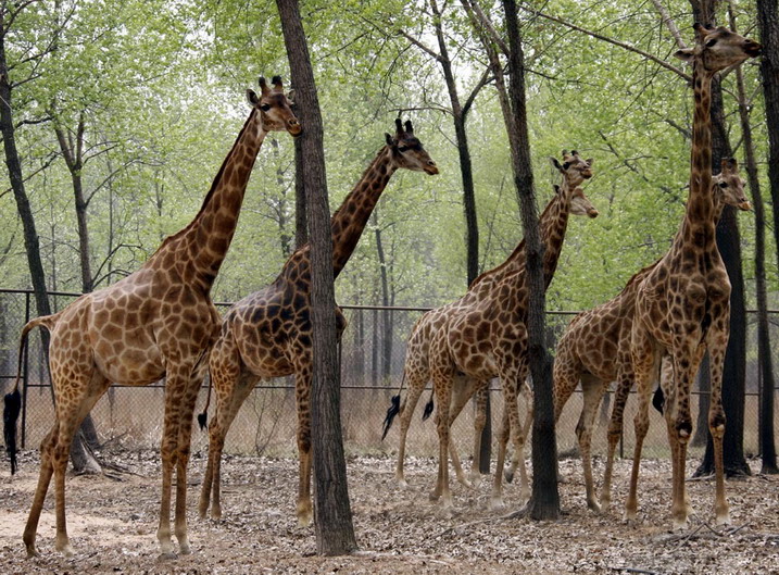 Qinhuangdao Wild Animal Zoo6 Qinhuangdao Wild Animal Zoo6