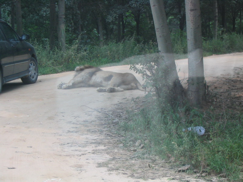 Qinhuangdao Wild Animal Zoo12 Qinhuangdao Wild Animal Zoo12