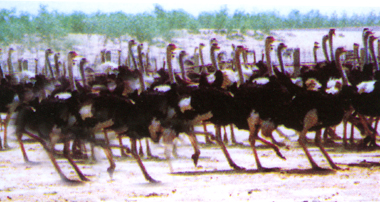 photo of Jinlu Ostrich Amusement Park
