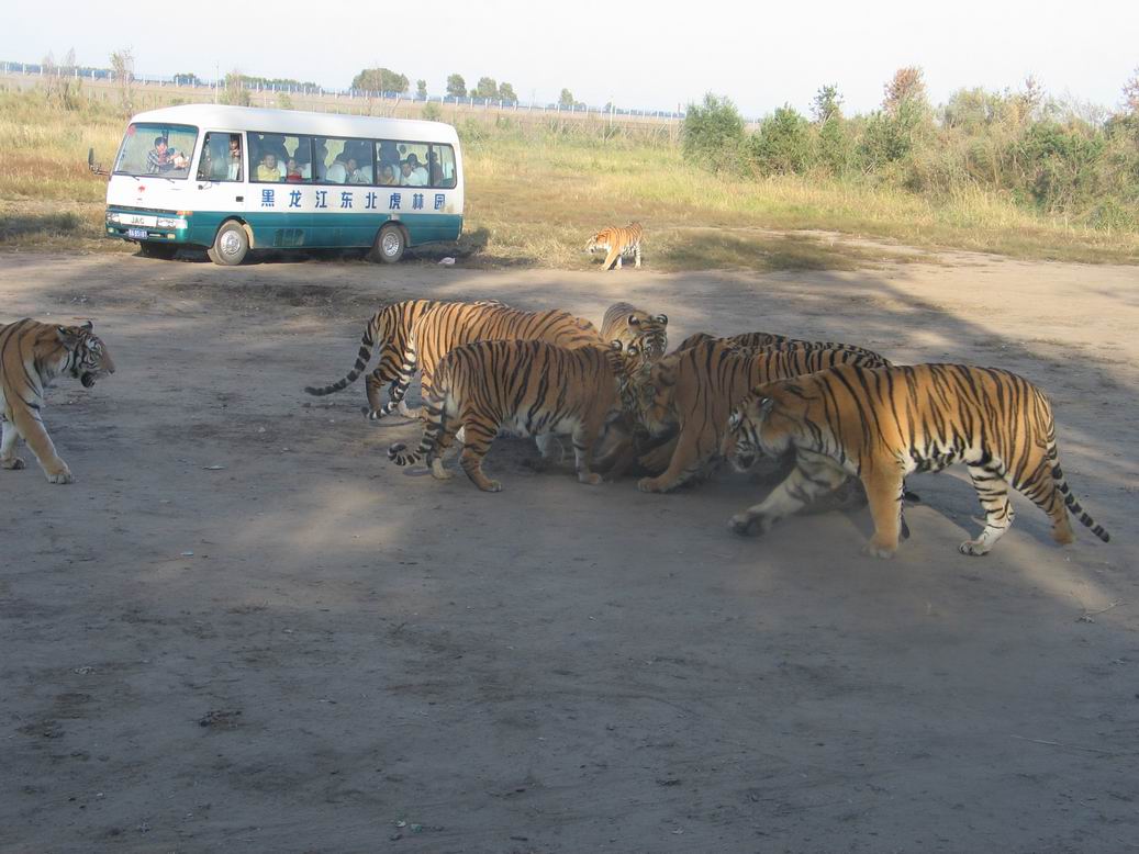 Northeast Tiger Garden2 Northeast Tiger Garden2