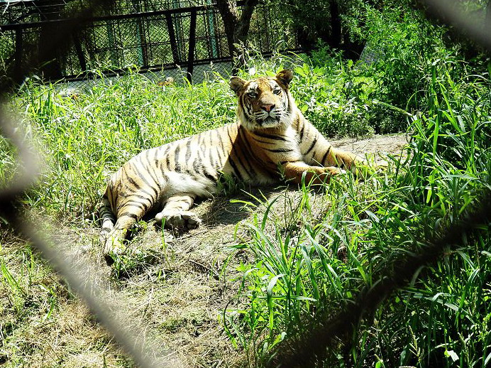 Northeast Tiger Garden3 Northeast Tiger Garden3