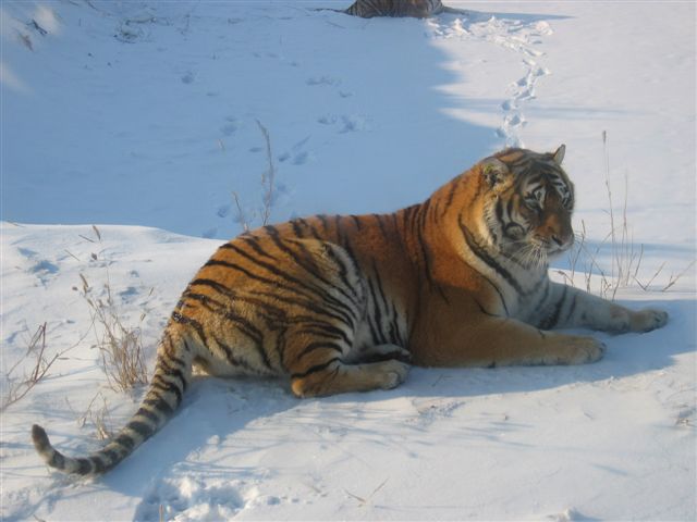 Northeast Tiger Garden4 Northeast Tiger Garden4