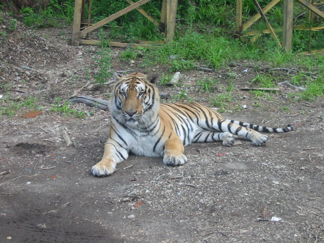 Northeast Tiger Garden5 Northeast Tiger Garden5