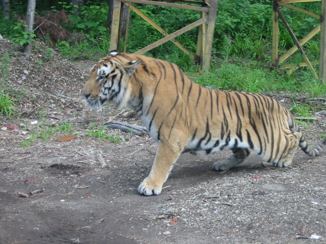Northeast Tiger Garden6 Northeast Tiger Garden6