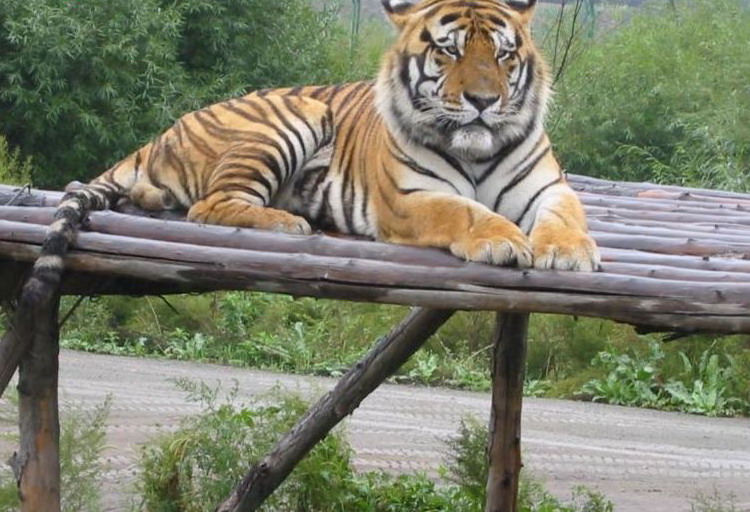 Northeast Tiger Garden7 Northeast Tiger Garden7