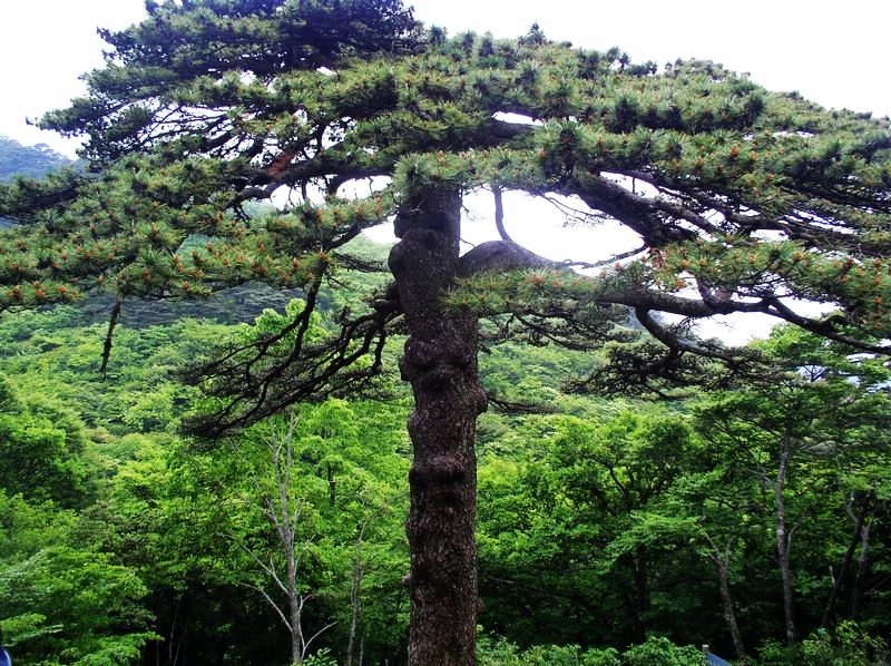 Mountain Huangshan Mountain Huangshan