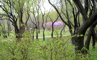 photo of Forest Botany Garden