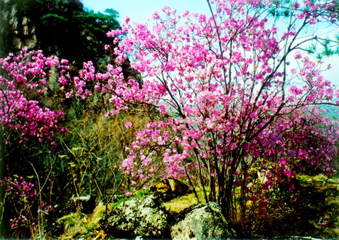Fairy Scenery Platform8 Fairy Scenery Platform8