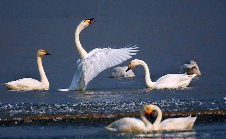 Poyang Lake7 Poyang Lake7