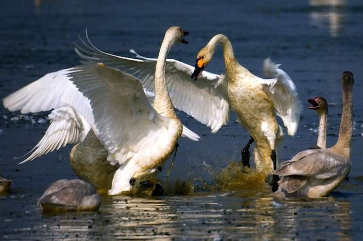 Poyang Lake8 Poyang Lake8