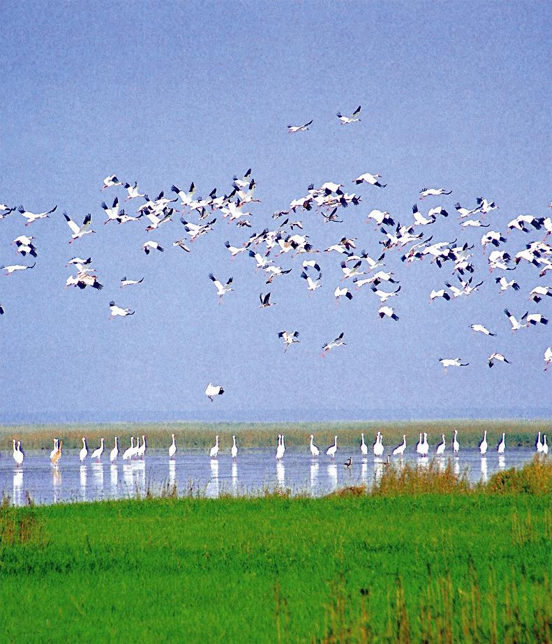 Poyang Lake12 Poyang Lake12