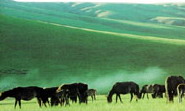 Gegentala Grassland5 Gegentala Grassland5