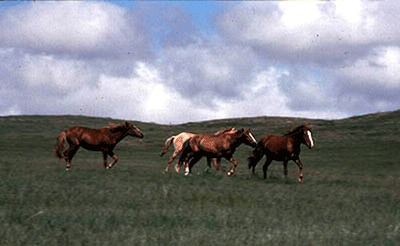 Gegentala Grassland6 Gegentala Grassland6