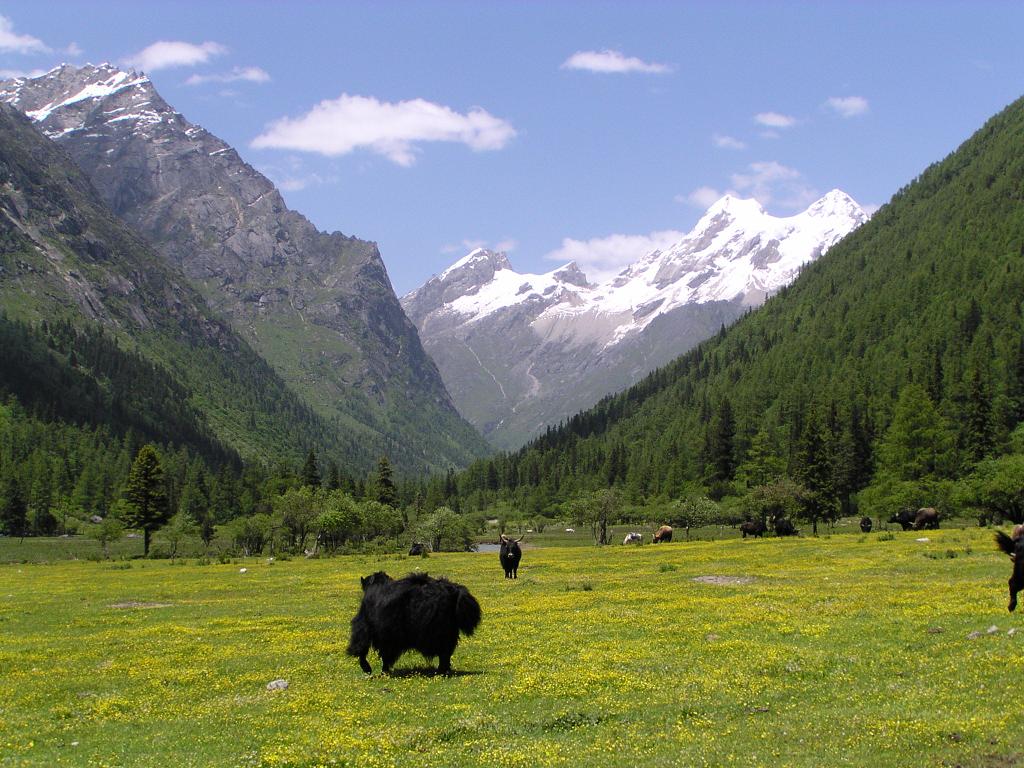photo of Mountain Four Grils