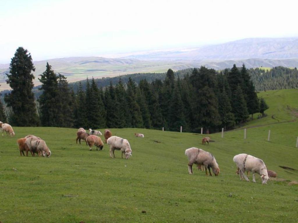 Mountain Nanshan Pasture10 Mountain Nanshan Pasture10
