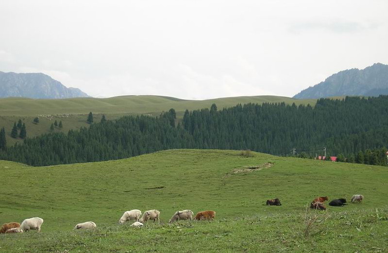 Mountain Nanshan Pasture15 Mountain Nanshan Pasture15