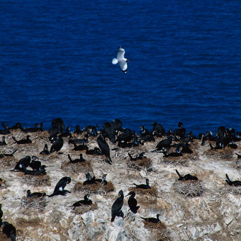 Qinghai Lake13 Qinghai Lake13