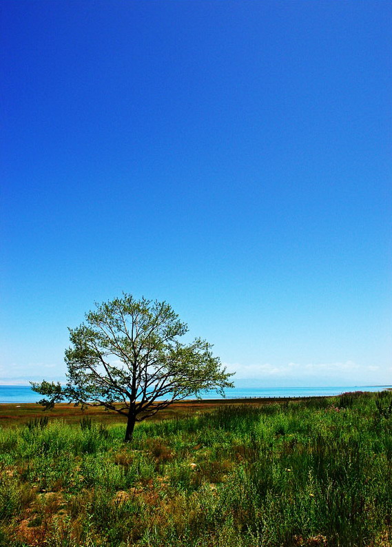 Qinghai Lake16 Qinghai Lake16