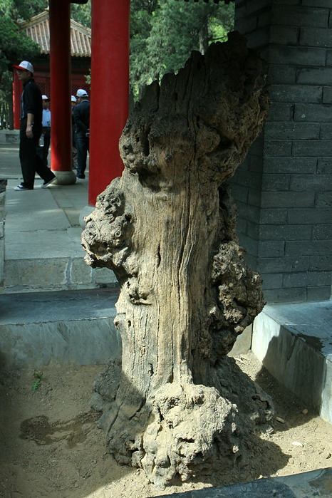 Confucius Cemetery13 Confucius Cemetery13