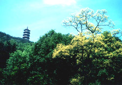 Longzhong Scenic Area14 Longzhong Scenic Area14