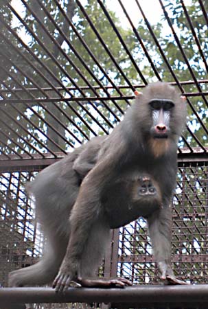 photo of Fuzhou Zoo4