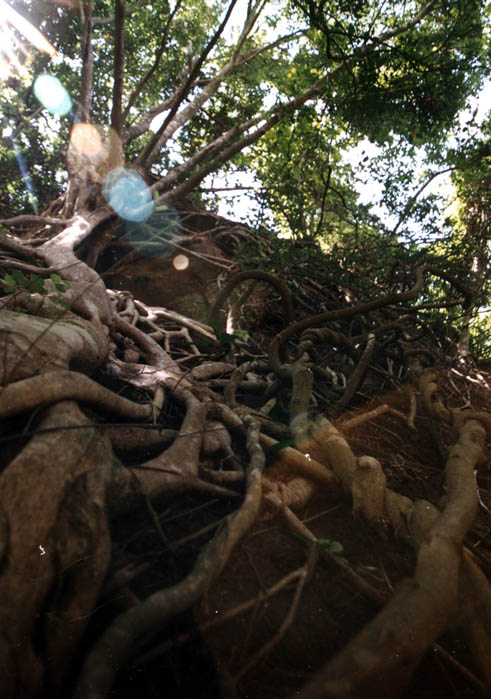 The big and strong rooted roots The big and strong rooted roots