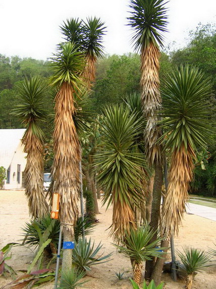Shenzhen Immortal Lake Botanical Garden12 Shenzhen Immortal Lake Botanical Garden12