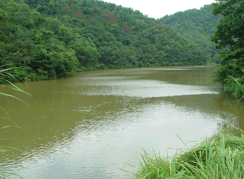 Shenzhen Immortal Lake Botanical Garden13 Shenzhen Immortal Lake Botanical Garden13