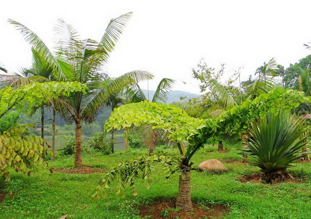 photo of Liangfengjiang National Forest Park16