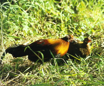 photo of Dongshan Lake Tropical Safari Park9