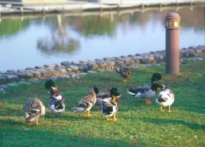 photo of Dongshan Lake Tropical Safari Park10