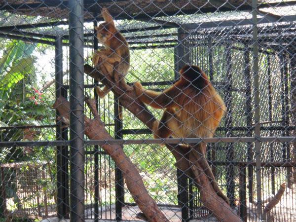 photo of Dongshan Lake Tropical Safari Park12