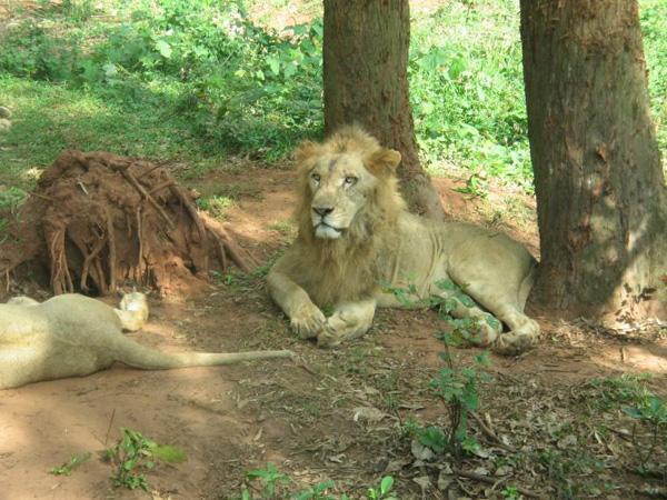 photo of Dongshan Lake Tropical Safari Park13