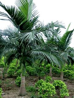photo of Dongshan Lake Tropical Safari Park14