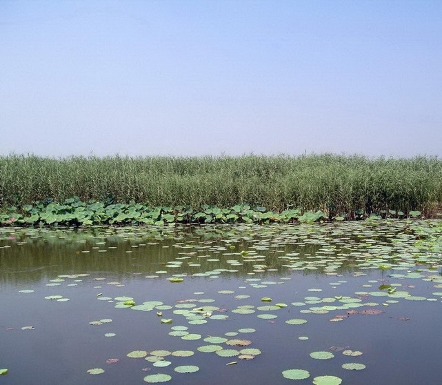 photo of Baiyangdian Lake1