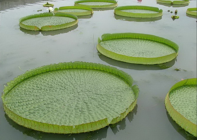 photo of Baiyangdian Lake6
