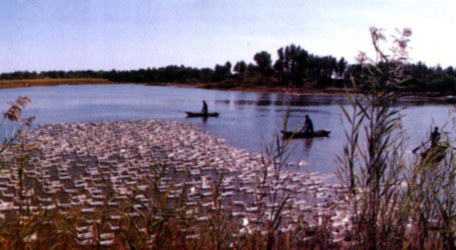Baiyangdian Lake9 Baiyangdian Lake9