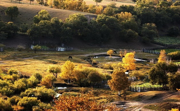 photo of Bashang Grassland16