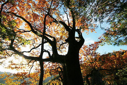 photo of Longyuwan National Forest Park14