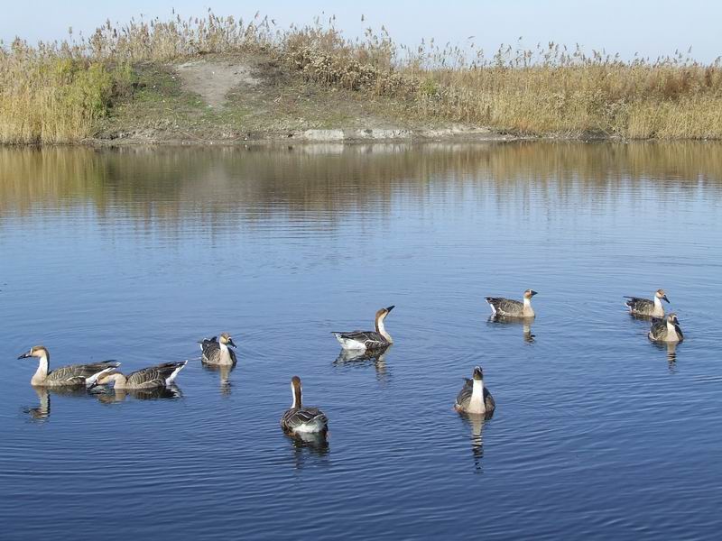 photo of Zhalong Natural Preserve2