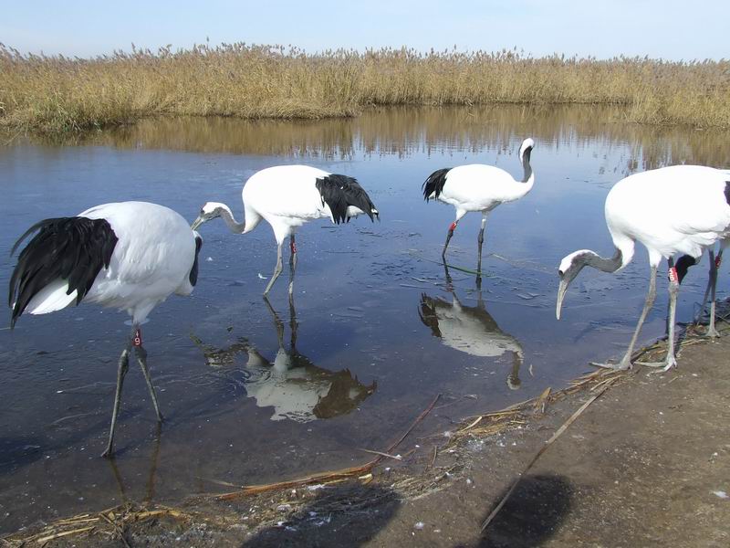 photo of Zhalong Natural Preserve7