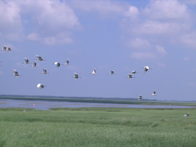 photo of Zhalong Natural Preserve9