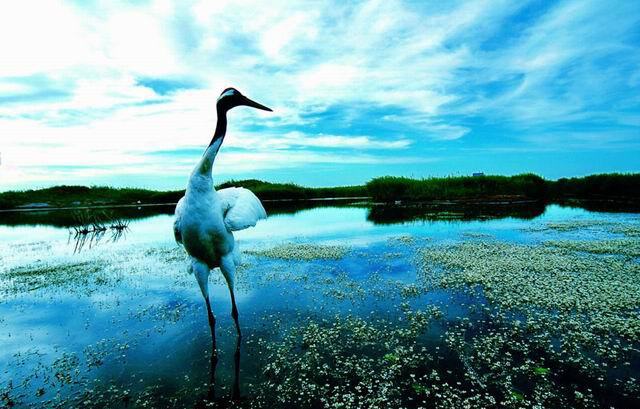 photo of Zhalong Natural Preserve10