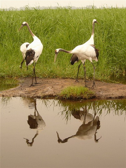 photo of Zhalong Natural Preserve12
