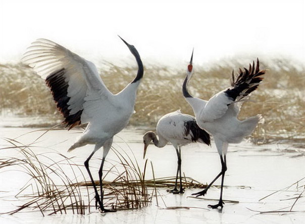 photo of Zhalong Natural Preserve14