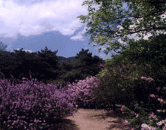 photo of Lilac Garden