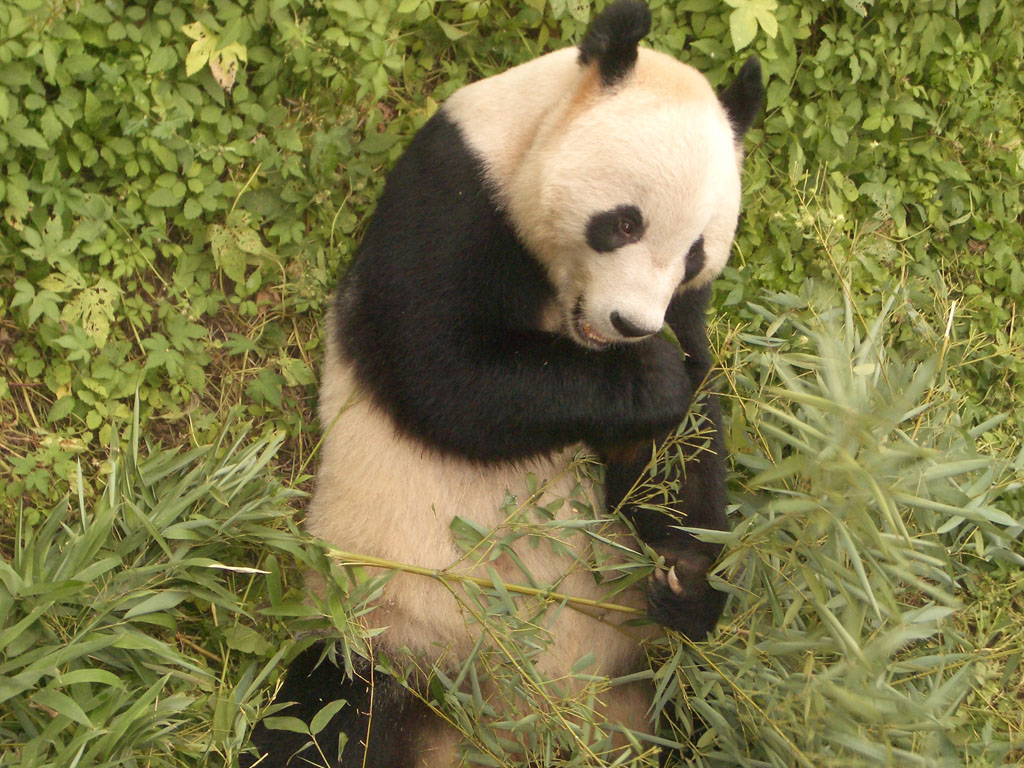 photo of Beijing Zoo