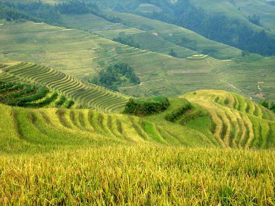 photo of Longji Terrace4